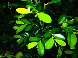 Diospyros boiviniana (Baill.) G. E. Schatz & Lowry的圖片