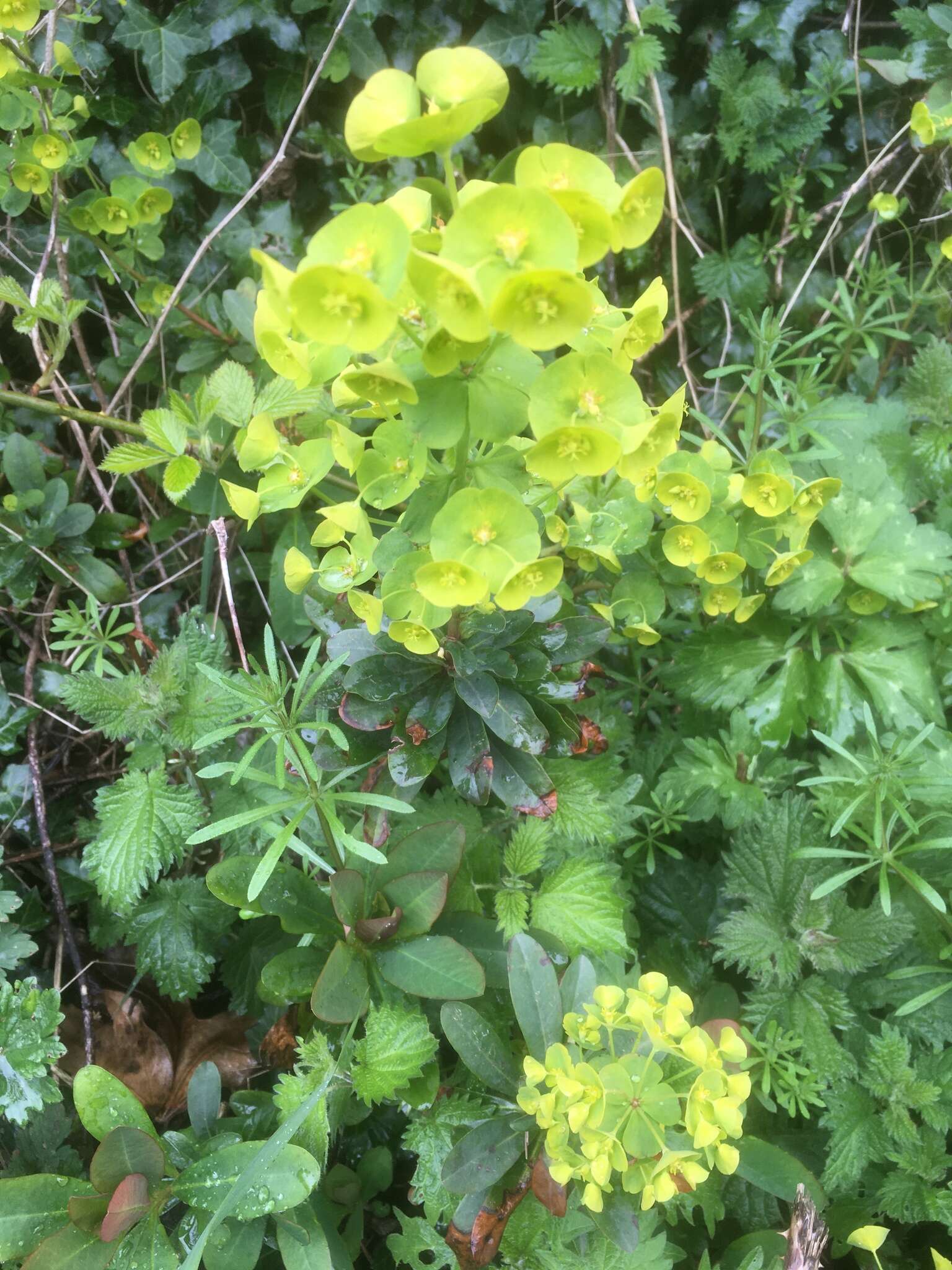 Sivun Euphorbia amygdaloides subsp. robbiae (Turrill) Stace kuva