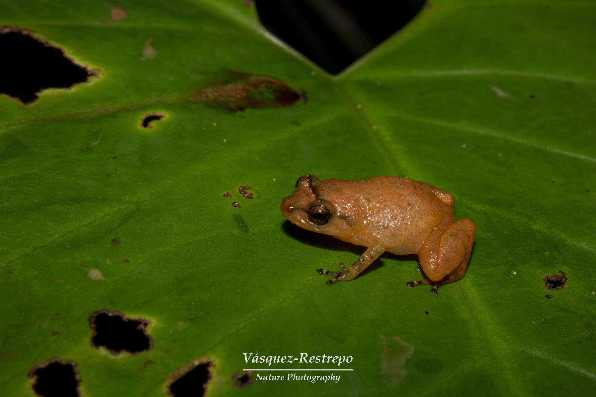 Image of Esmeraldas Robber Frog