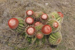 Image of Melocactus intortus subsp. intortus