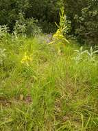 Image of Asphodeline liburnica (Scop.) Rchb.