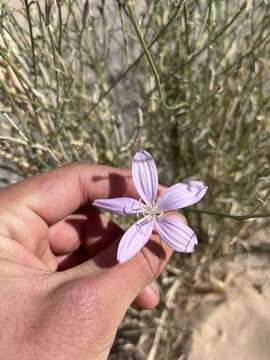 Image of Antelope Island skeletonplant