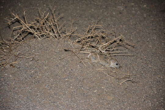 Image of Indian Gerbil