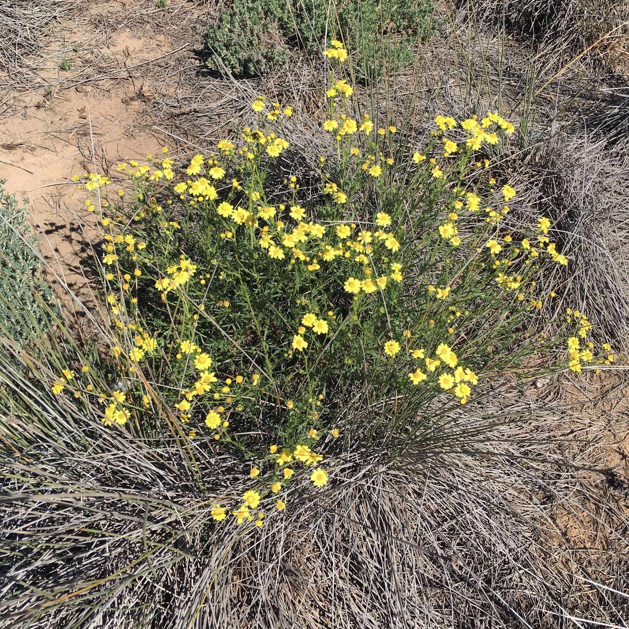 Senecio spanomerus I. Thomps. resmi