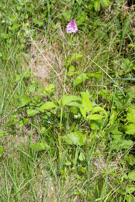 صورة Anacamptis pyramidalis (L.) Rich.