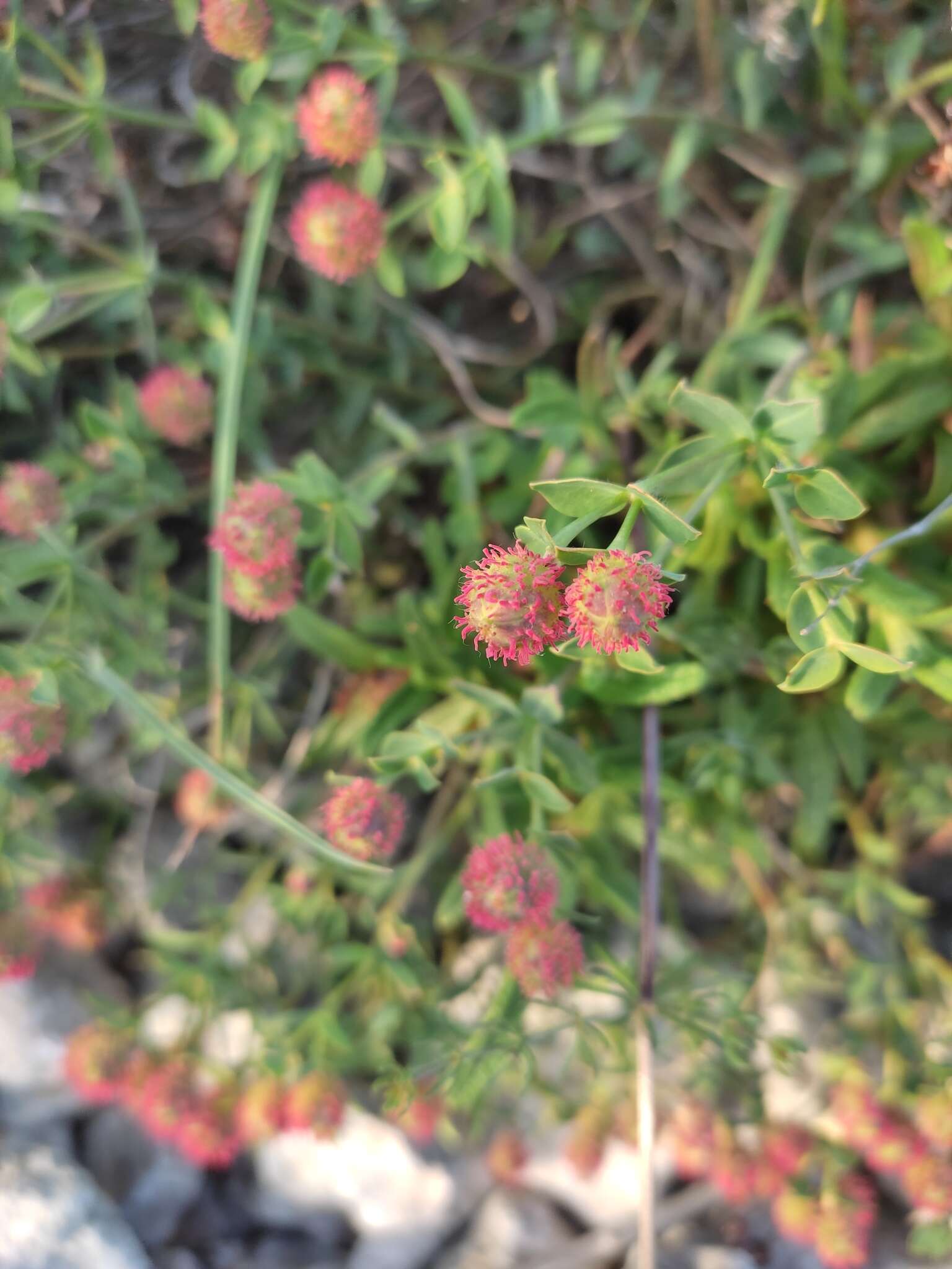 Sivun Euphorbia fragifera Jan kuva