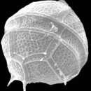 Image of Apocalathium aciculiferum