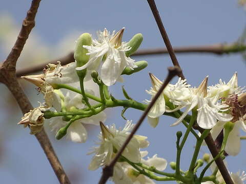 Image of Wrightia tinctoria R. Br.