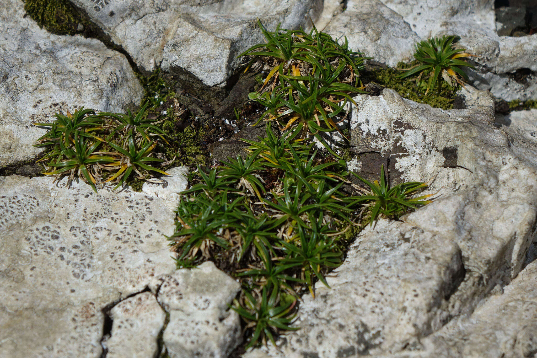 Image of Colobanthus muelleri T. Kirk.