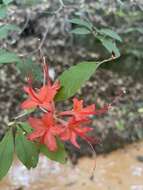 صورة Rhododendron prunifolium (Small) Millais