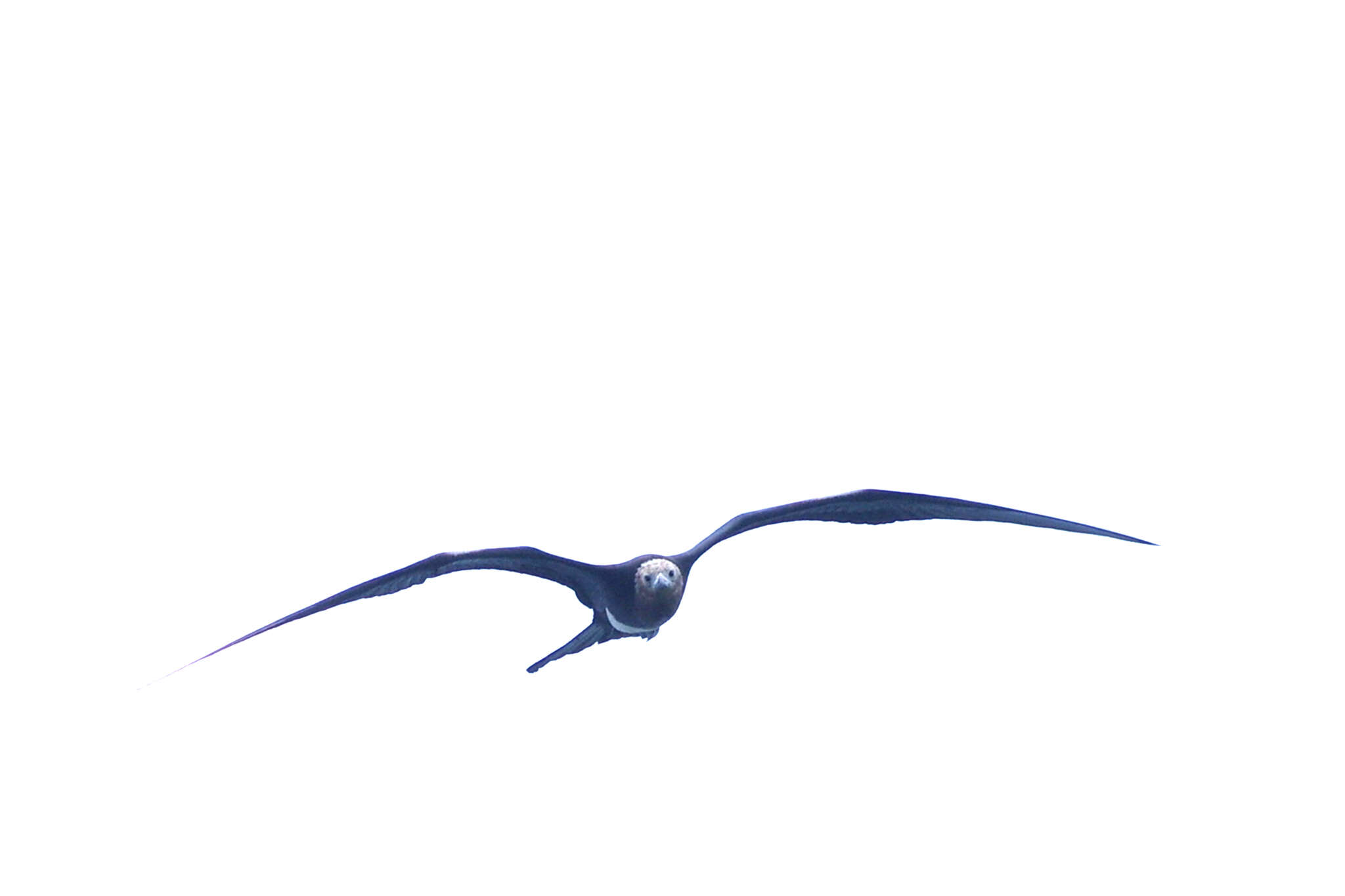 Image of Andrews' Frigatebird