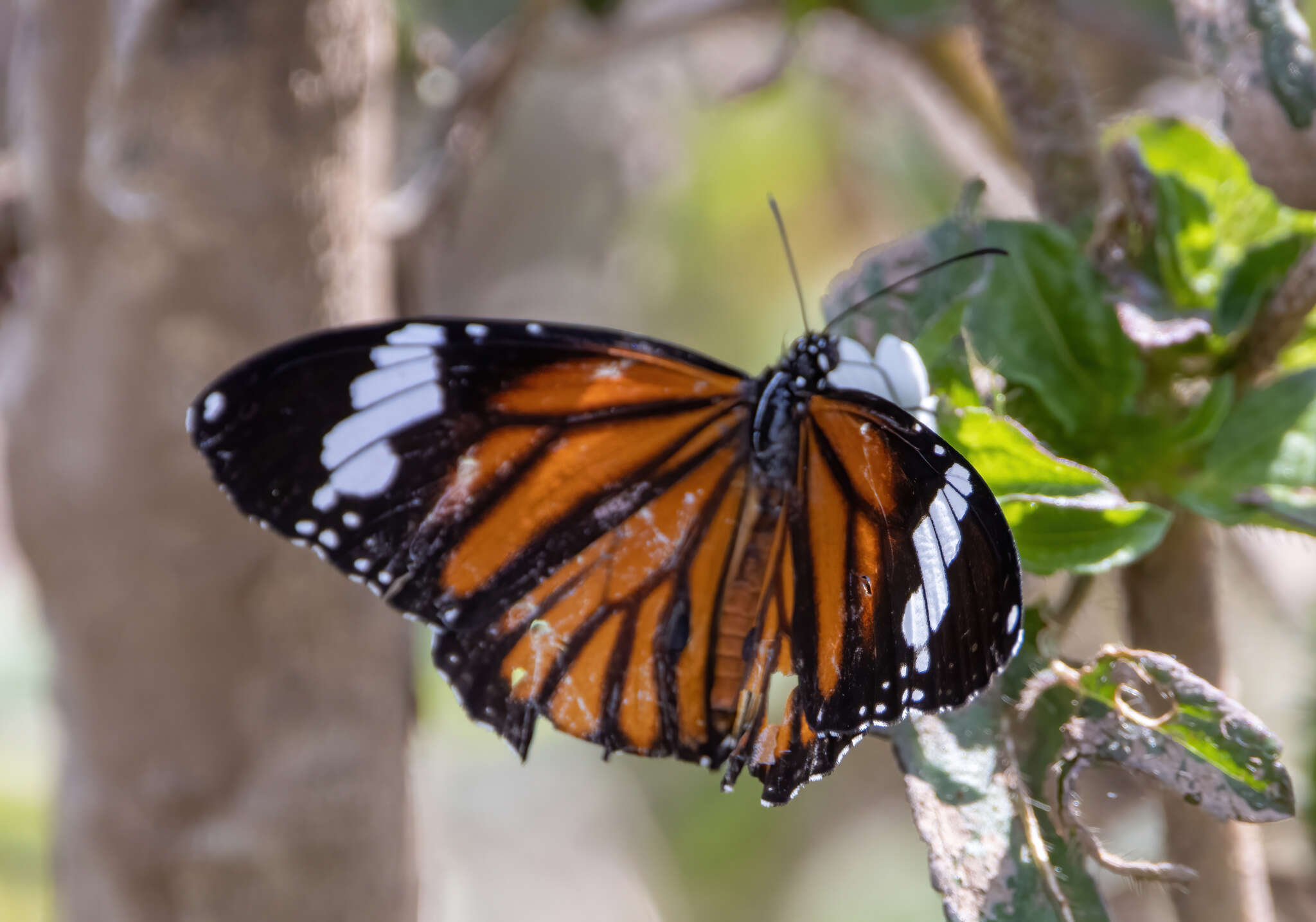 Image of Danaus (Anosia) genutia subsp. wetterensis Fruhstorfer 1899