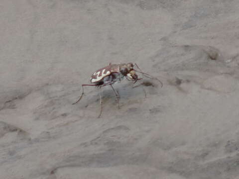 Image of Beach tiger beetle