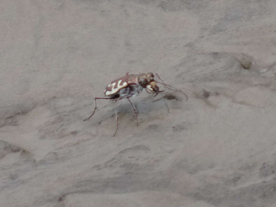 Image of Beach tiger beetle