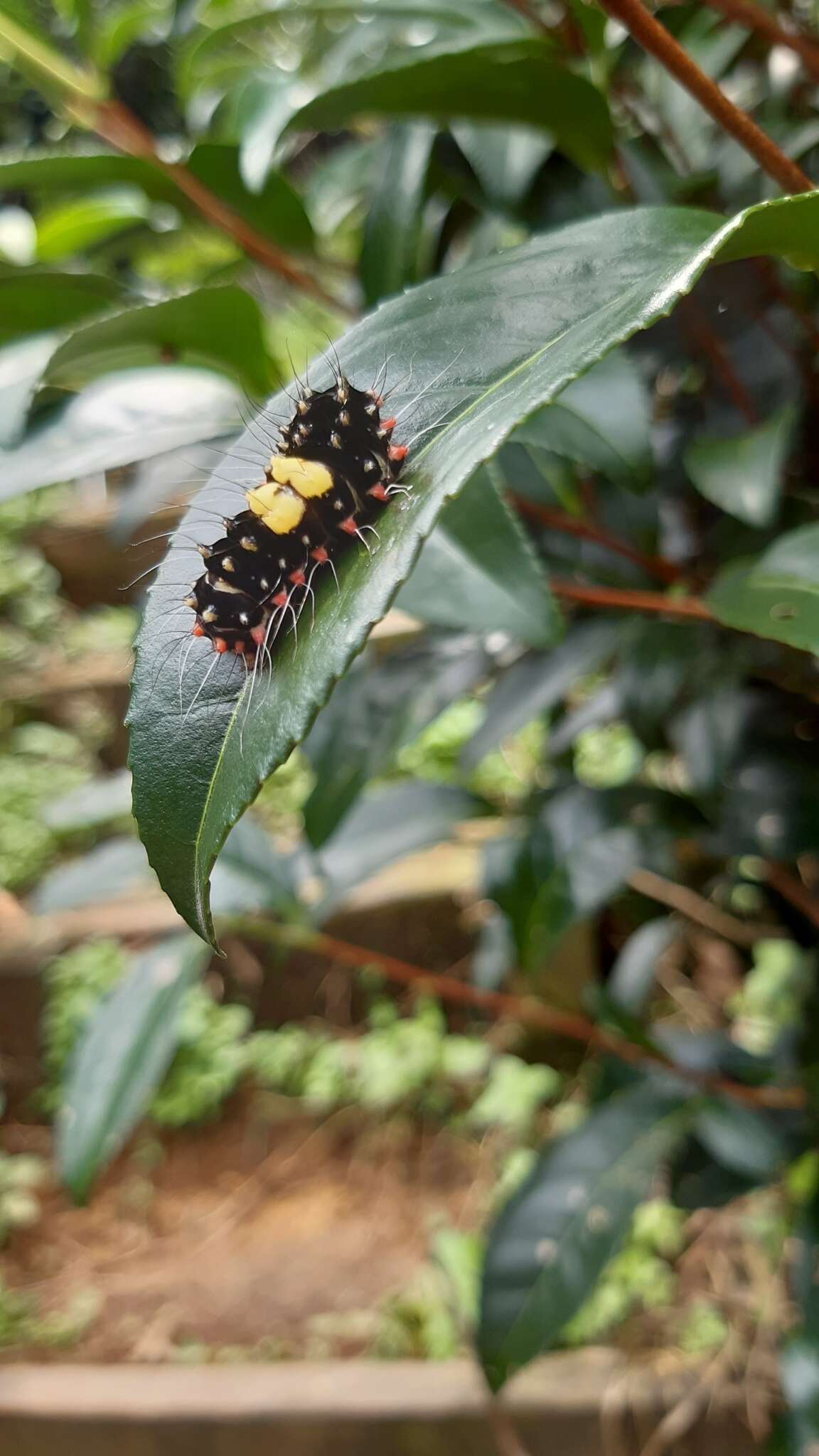 صورة Erasmia pulchella hobsoni Butler 1889