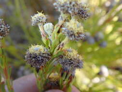 Plancia ëd Leucadendron linifolium (Jacq.) R. Br.