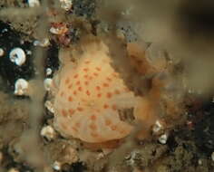 Image of Anthopleura mariae