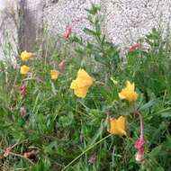 Imagem de Oenothera anomala Curt.