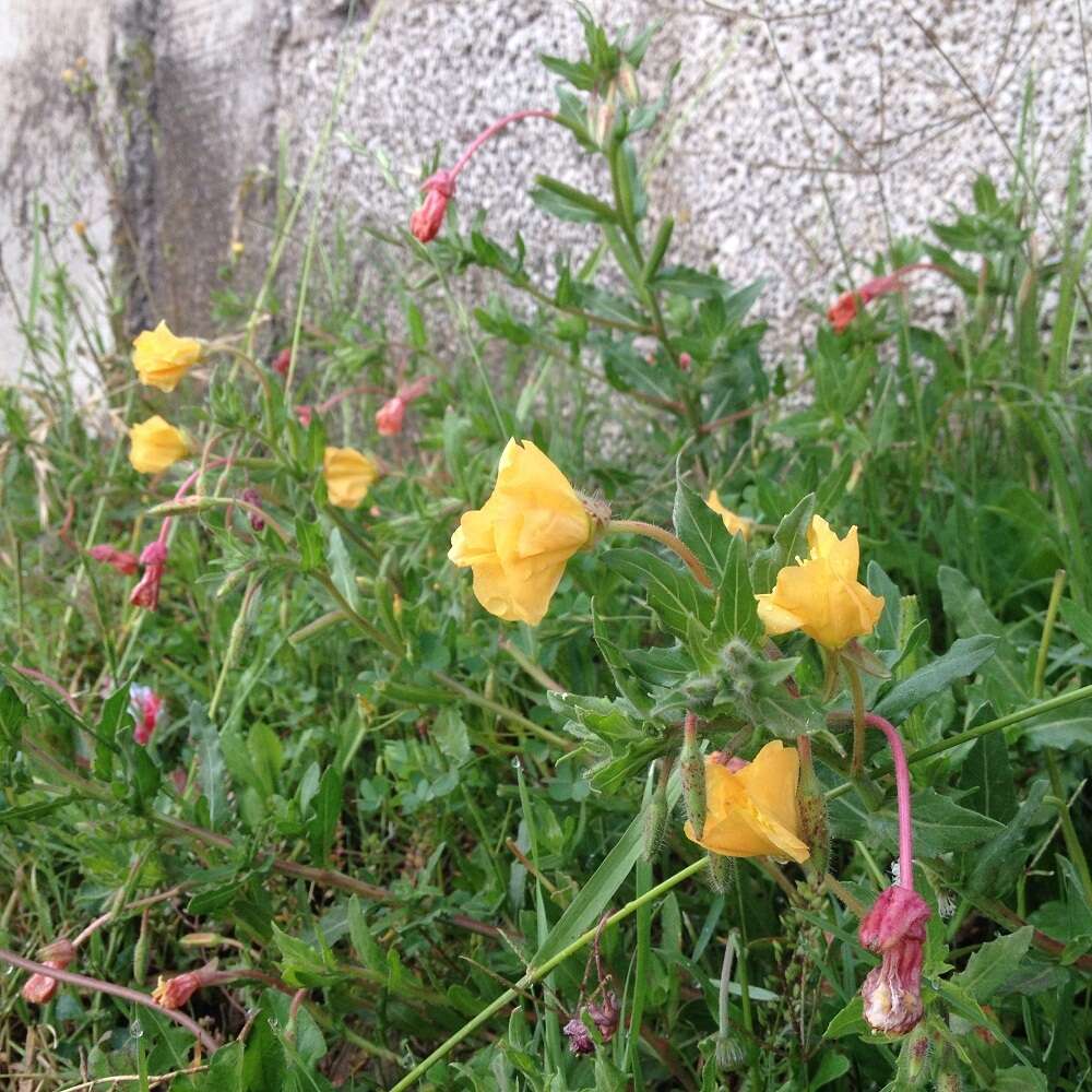 Imagem de Oenothera anomala Curt.