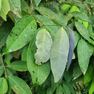 Image of Syzygium ridleyi (King) P. Chantaranothai & J. Parnell