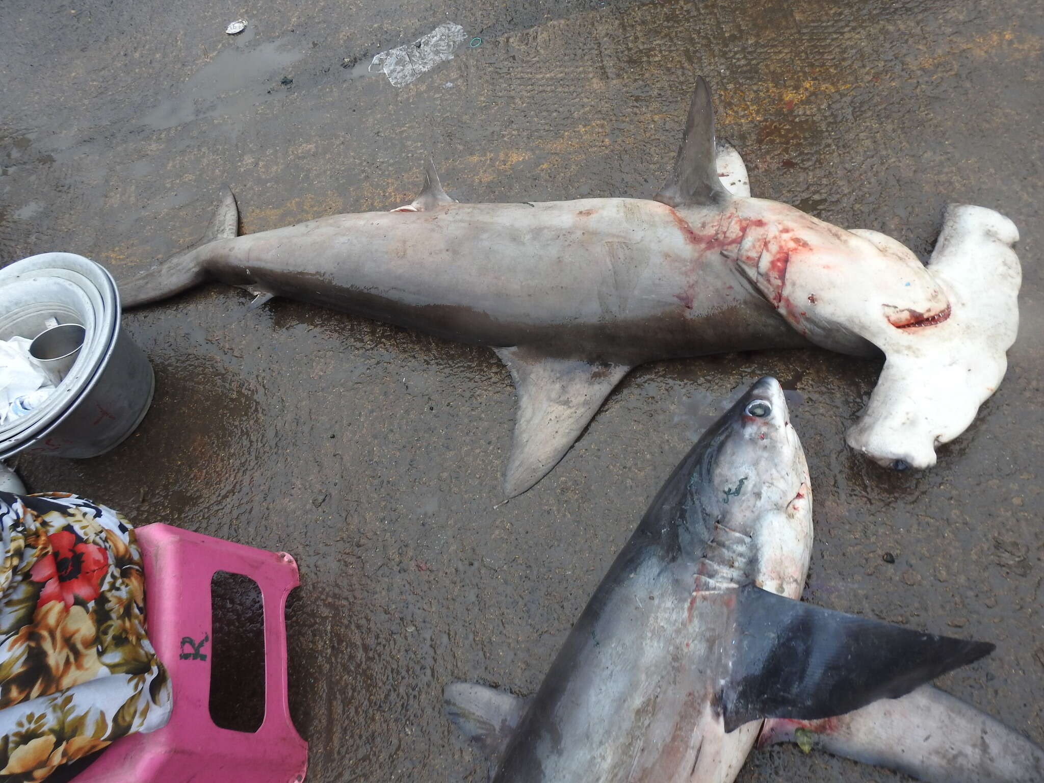 Image of thresher sharks