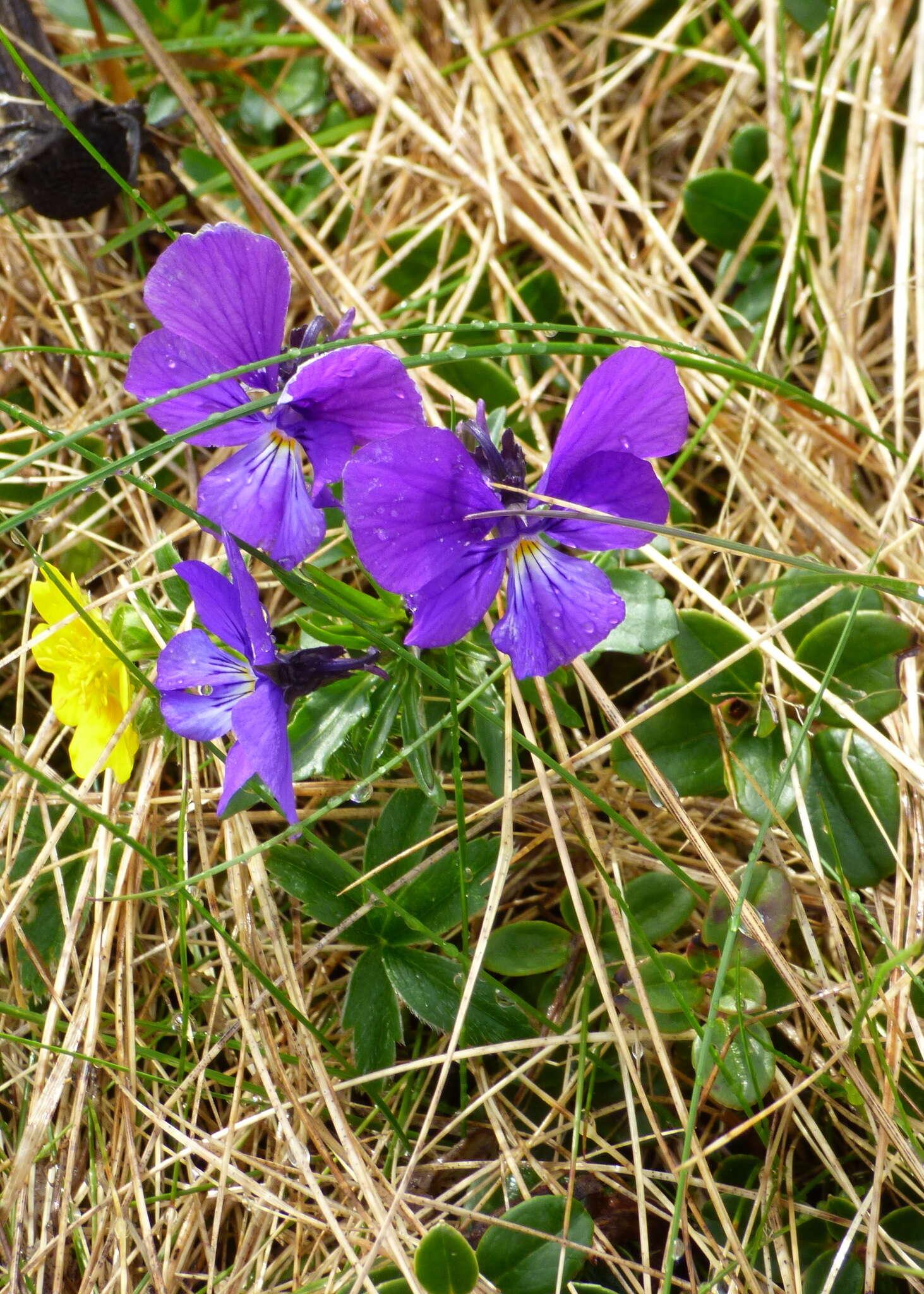 Sivun Viola declinata Waldst. & Kit. kuva