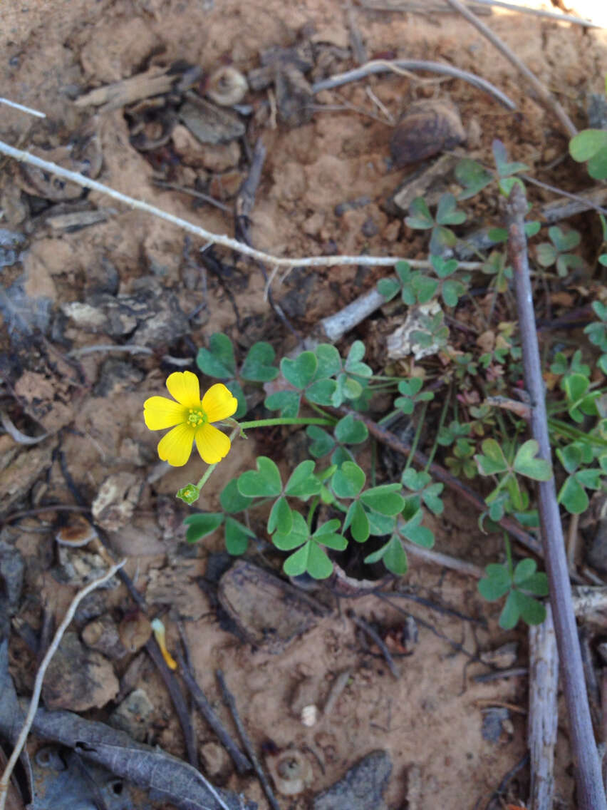 Image of slender yellow woodsorrel