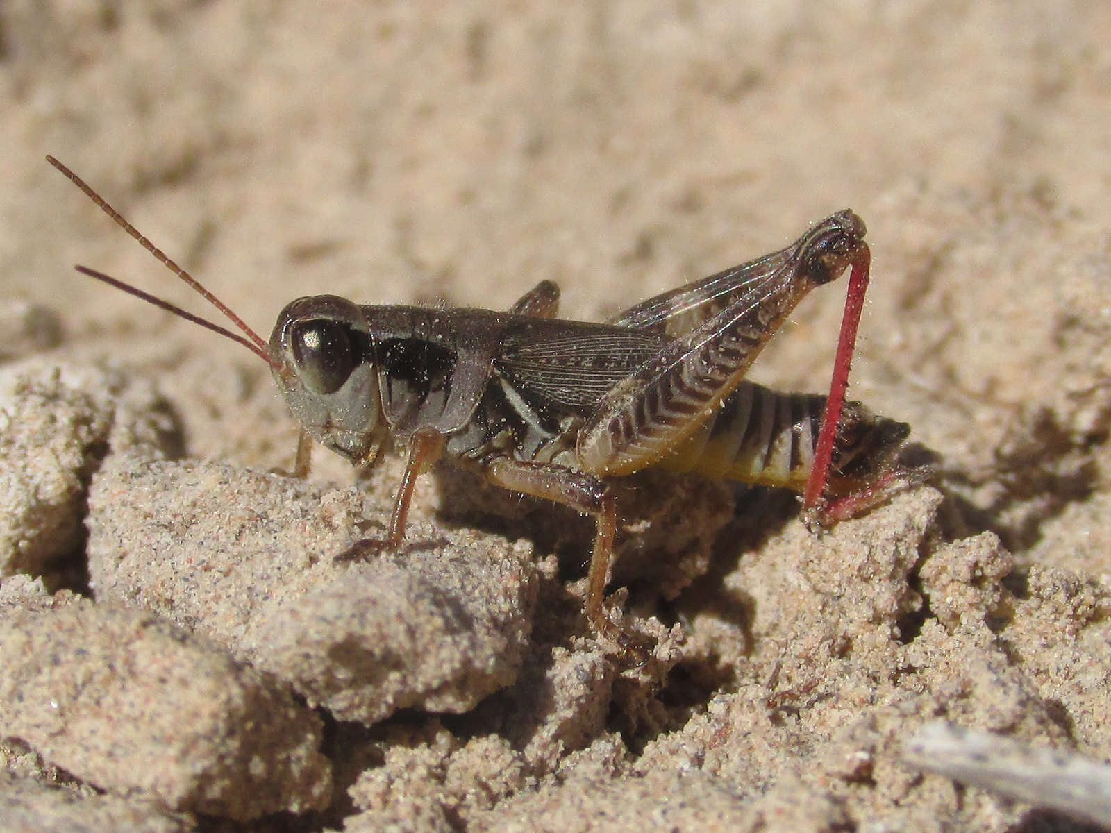 Слика од Melanoplus dawsoni (Scudder & S. H. 1875)