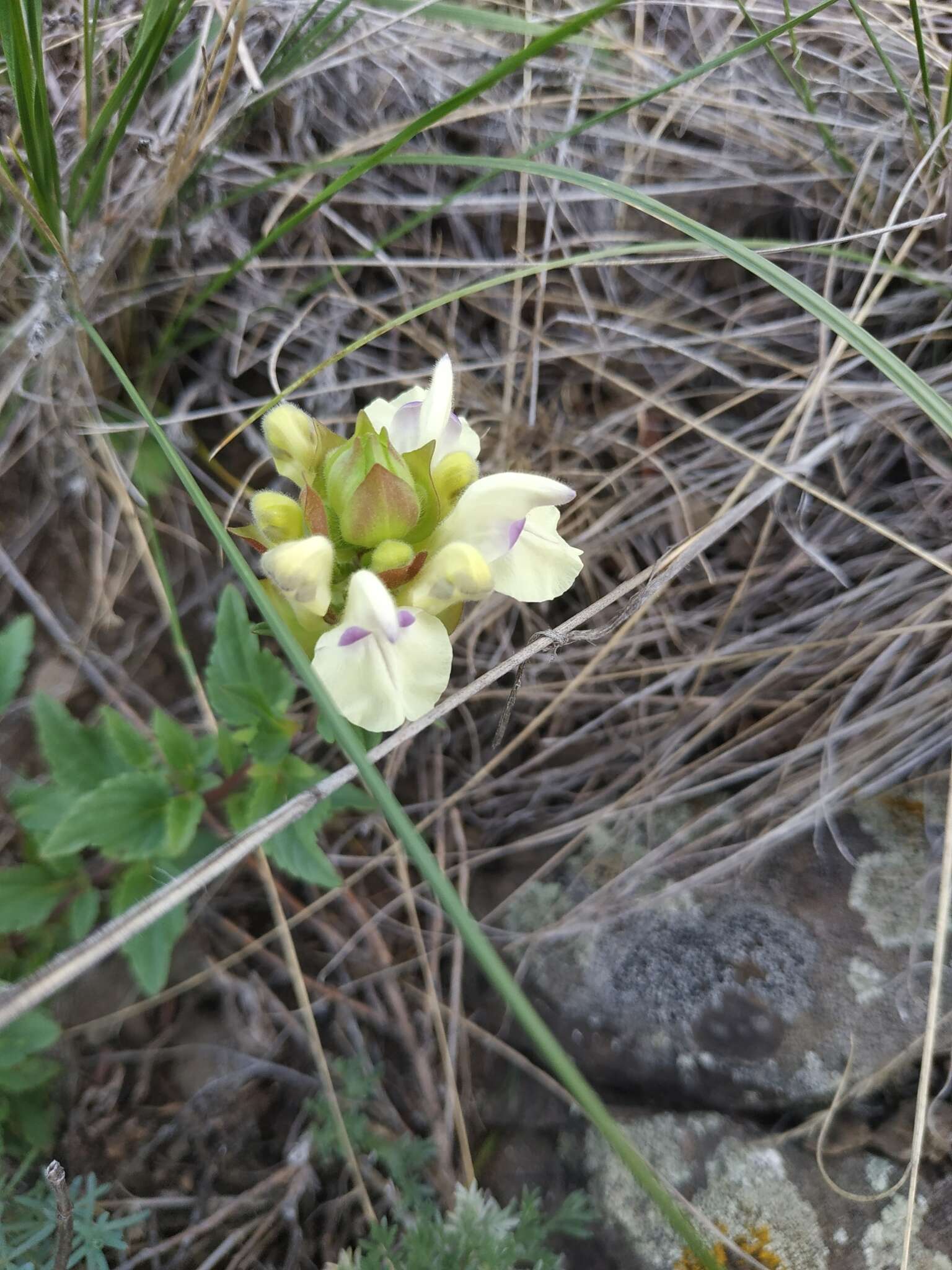 Scutellaria supina L.的圖片