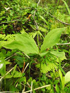 Image of herb Paris