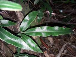 Image of Pteris vieillardii Mett.