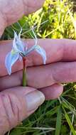 Image of Moraea punctata Baker