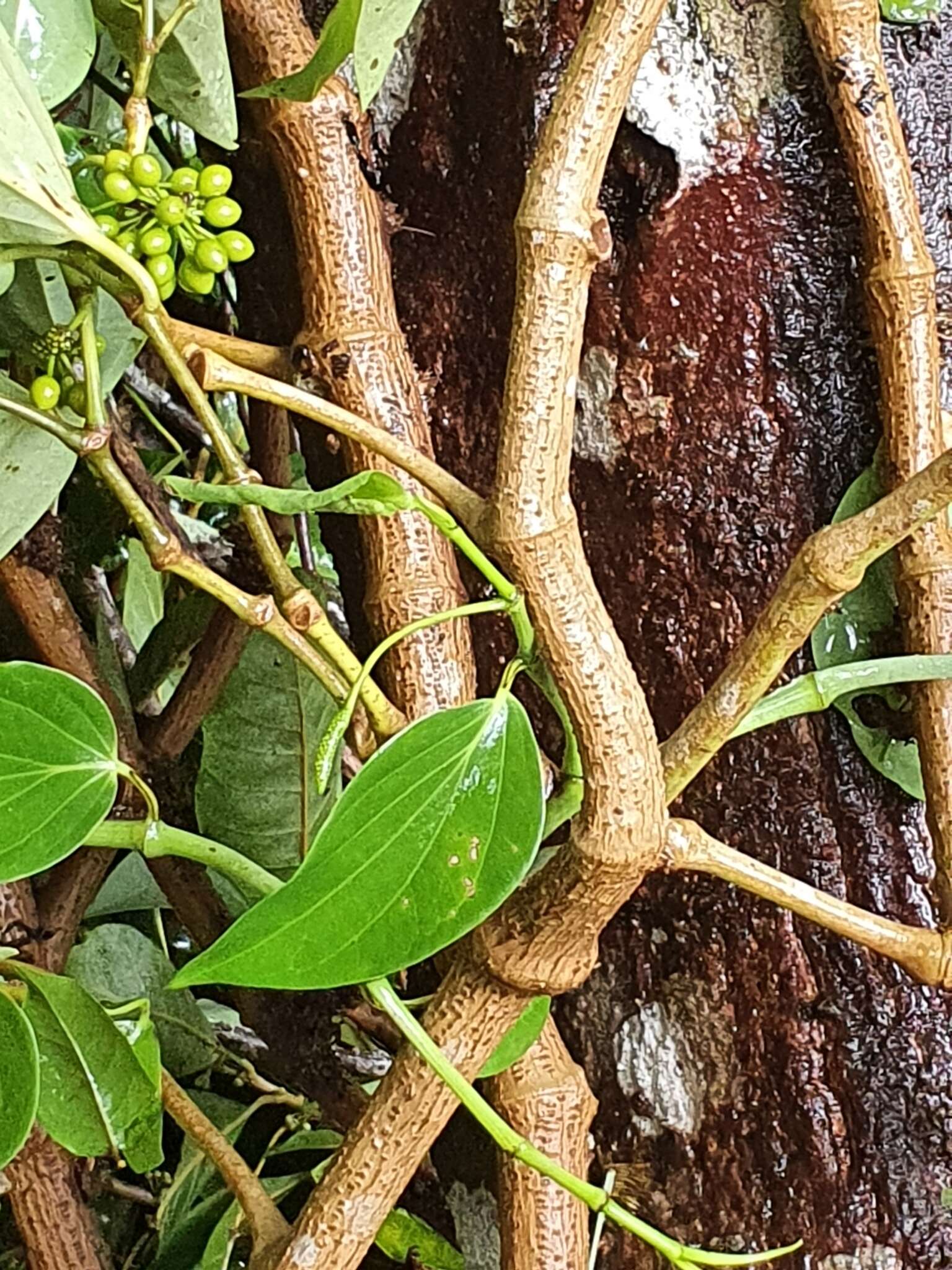 Image of Australian pepper