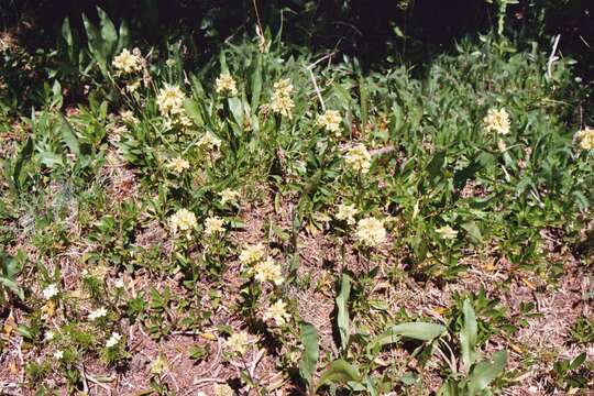 Image of high mountain penstemon