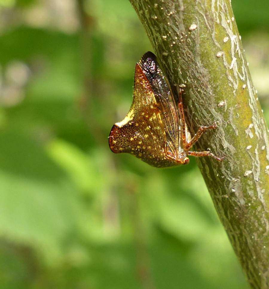 Image of Telamona monticola Fabricius