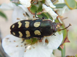 Image of Castiarina decemmaculata (Kirby 1818)