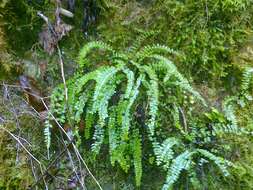 Image of maidenhair spleenwort