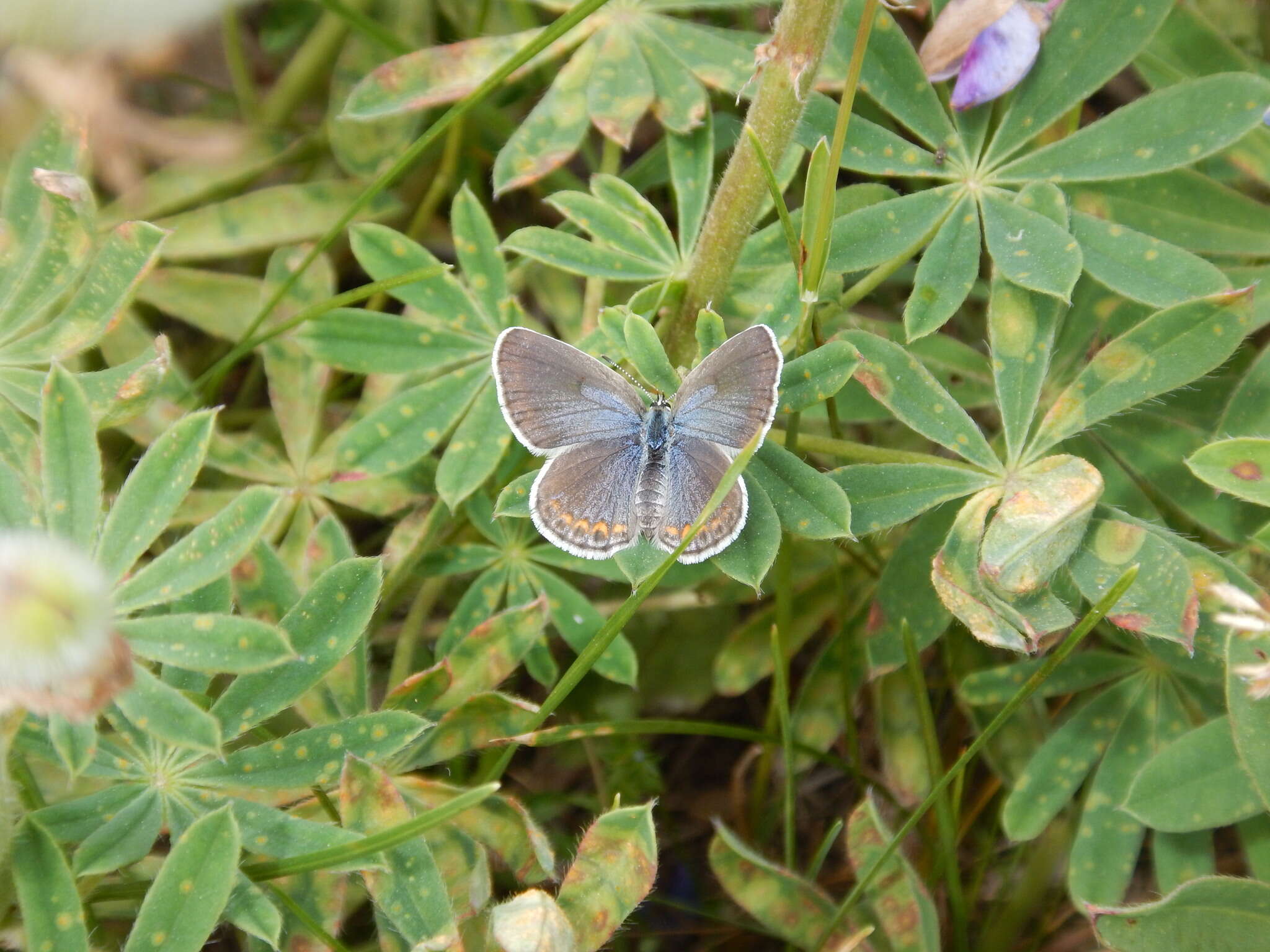 Image of Plebejus samuelis