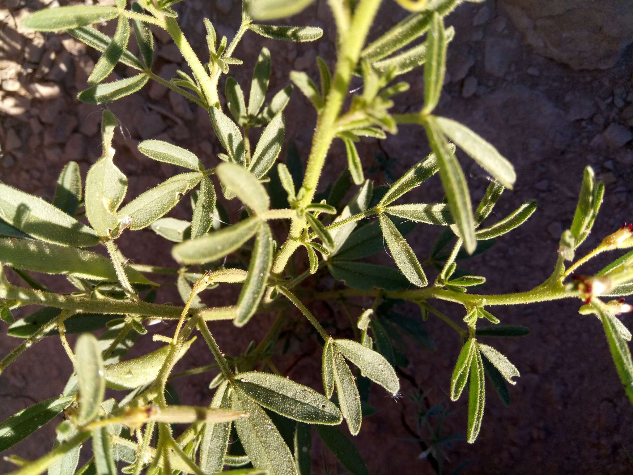 Image of Cleome amblyocarpa Barr. & Murb.