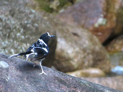 Image of Spotted Forktail