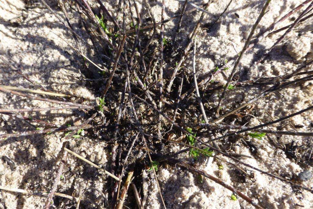 Image of Felicia hyssopifolia subsp. hyssopifolia