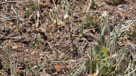 Image of coastal gilia