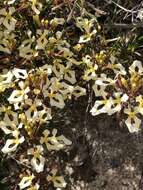 Image de Stylidium inversiflorum Carlq.