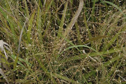 Image de Eragrostis spectabilis (Pursh) Steud.