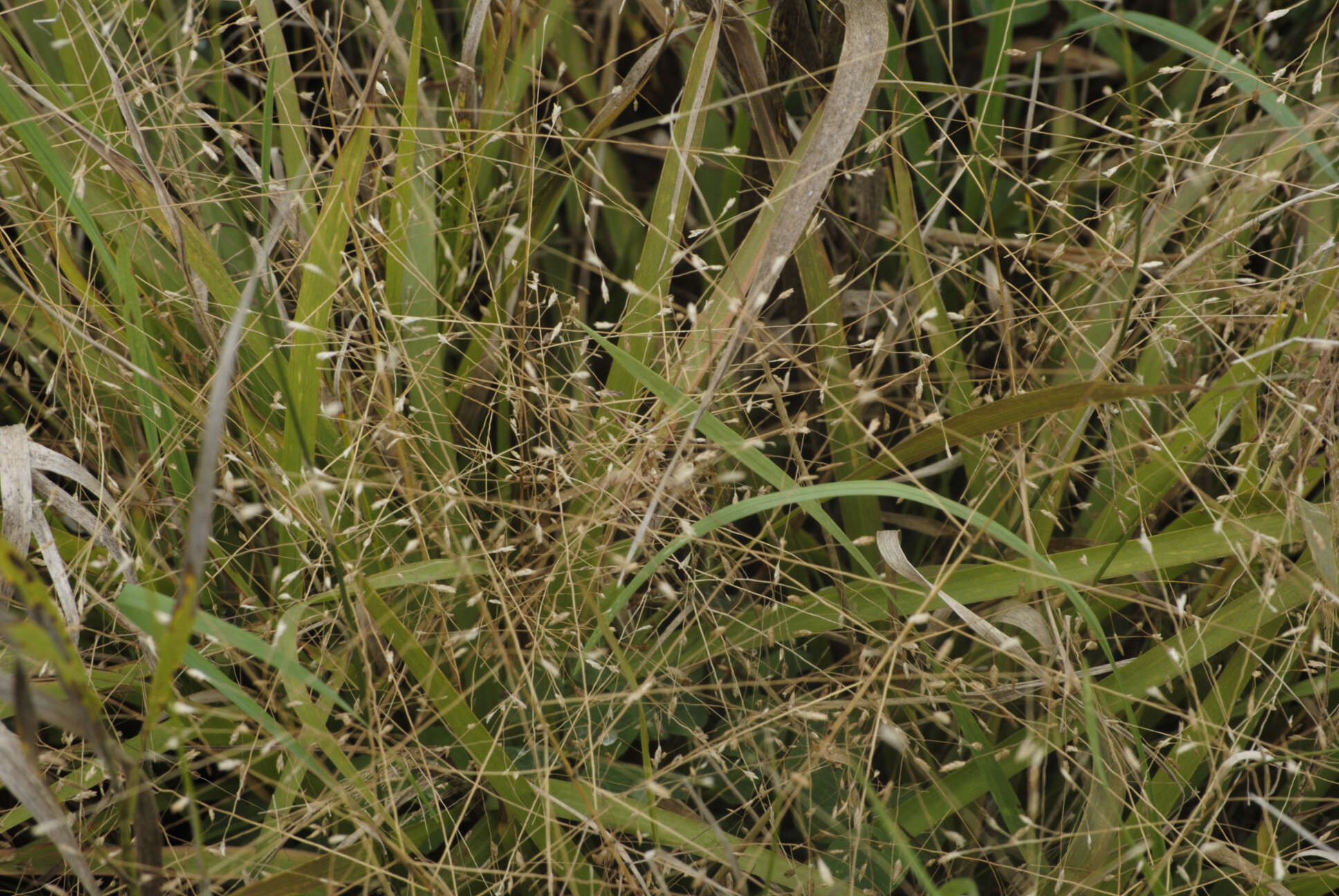 Image of Petticoat-Climber