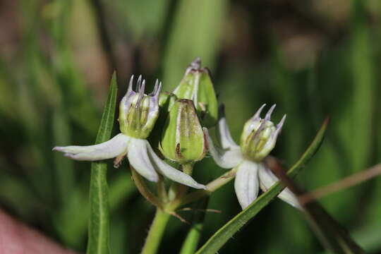 Image of Asclepias gibba var. gibba