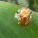 Image of Aspidimorpha (Aspidimorpha) elevata (Fabricius 1801)