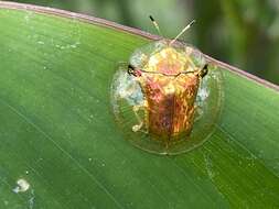 Image of Aspidimorpha (Aspidimorpha) elevata (Fabricius 1801)