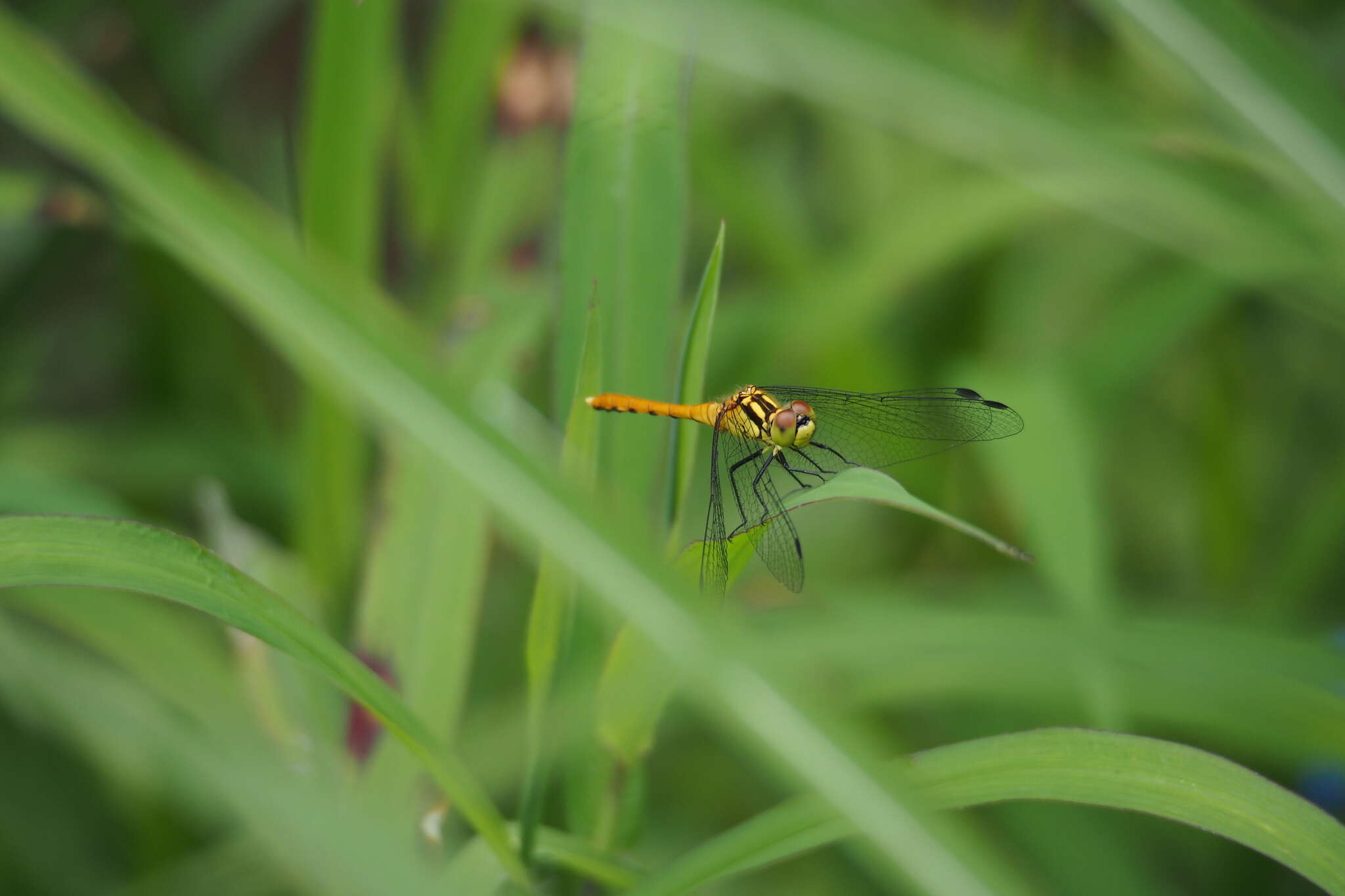 Image of Sympetrum parvulum (Bartenev 1912)