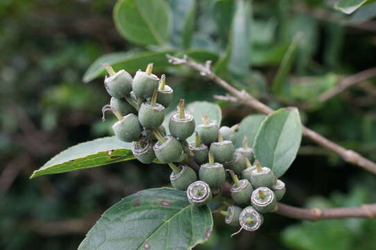 Image of Deutzia pulchra S. Vidal